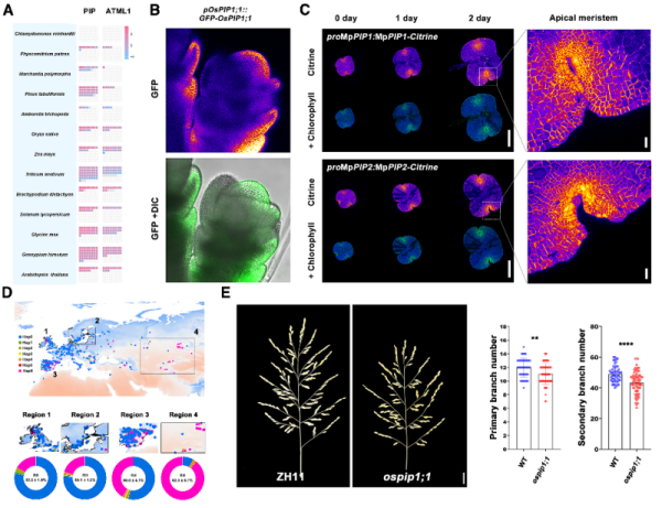 植物分生组织水分感知和干细胞活性调控研究获进展