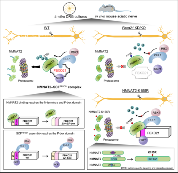 新研究发现调控神经轴突退化机制