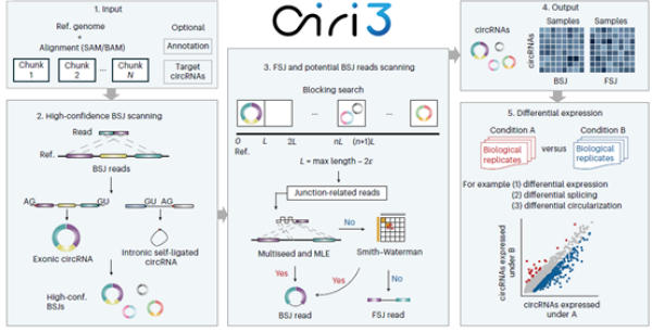 研究开发出高效环形RNA检测与定量工具