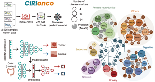 研究开发出高效环形RNA检测与定量工具