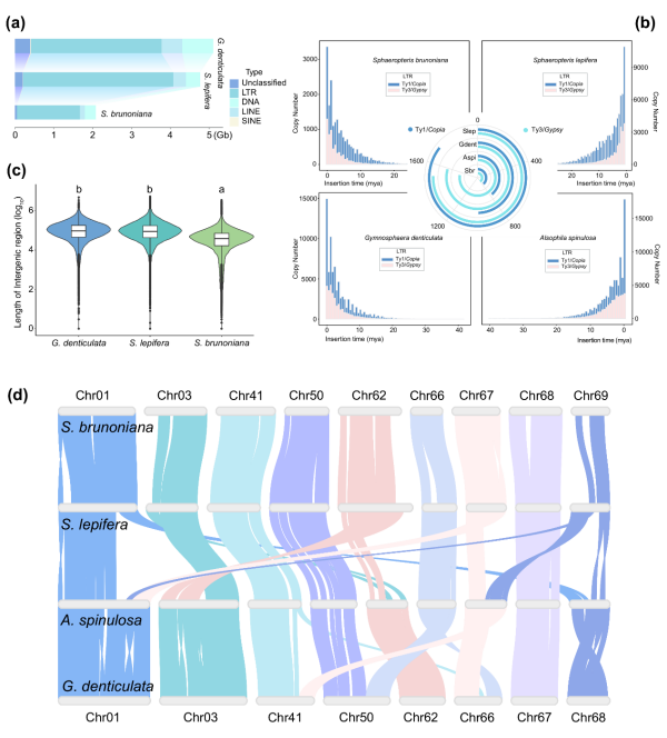 树蕨基因组多样性破译“活化石”植物亿万年演化之谜
