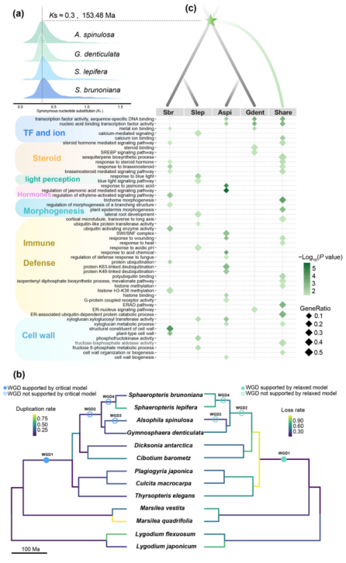 树蕨基因组多样性破译“活化石”植物亿万年演化之谜