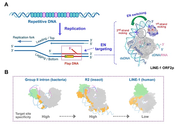 研究揭示人逆转座子LINE-1靶向整合基因组重要机制