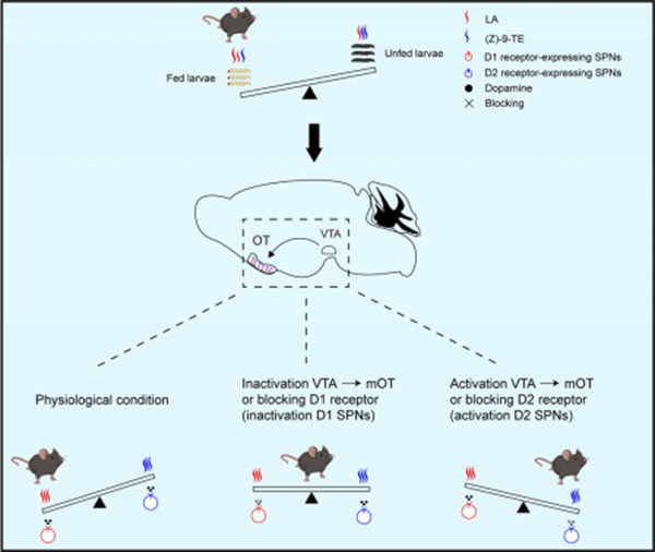 研究阐明小鼠精准捕食的嗅觉神经编码机制