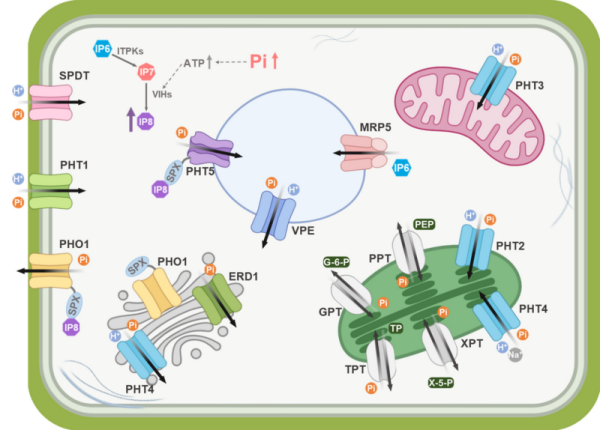 水稻SPDT蛋白识别与转运磷酸盐的分子机理获揭示