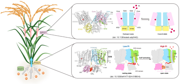 水稻SPDT蛋白识别与转运磷酸盐的分子机理获揭示