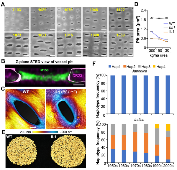 研究揭示导管纹孔塑形促进水稻高产新途径