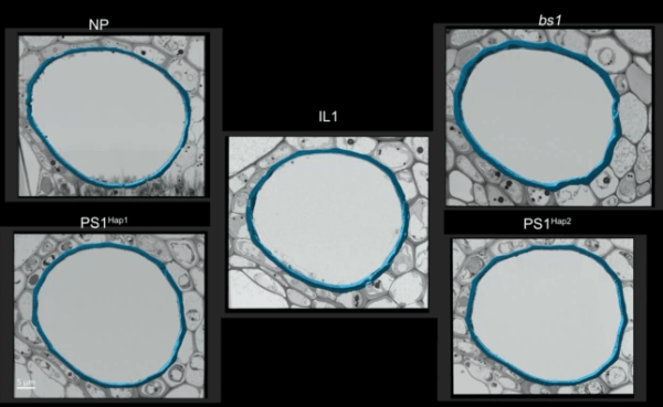 研究揭示导管纹孔塑形促进水稻高产新途径