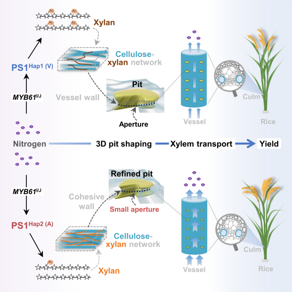 研究揭示导管纹孔塑形促进水稻高产新途径