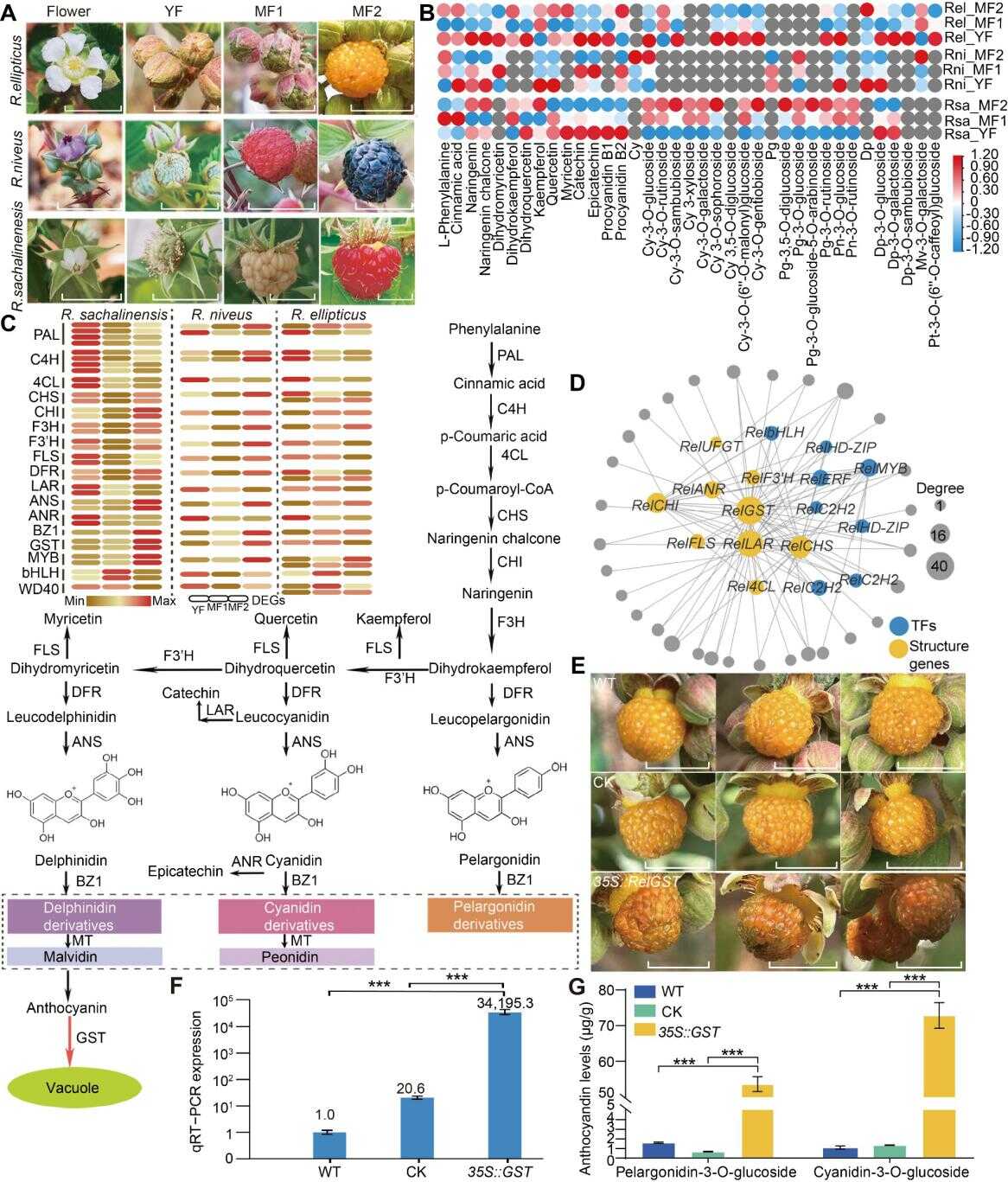 悬钩子属遗传分化与果实发育研究取得进展