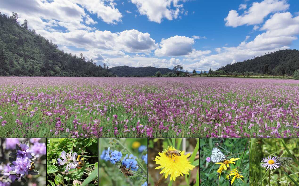 研究揭示共享传粉者在群落内植物间接相互作用中的驱动机制