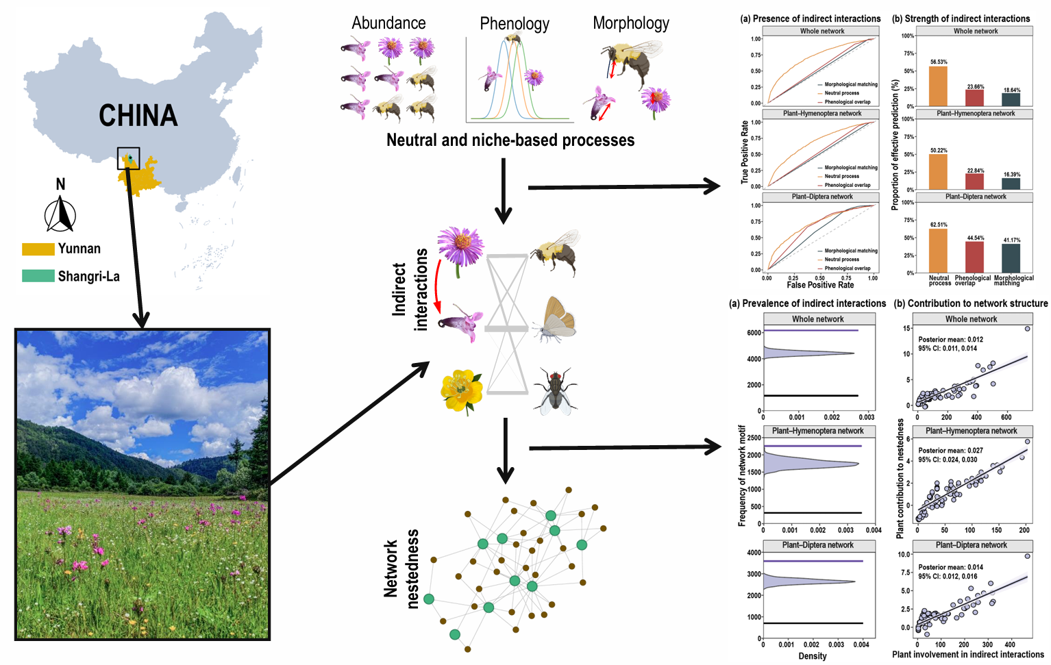研究揭示共享传粉者在群落内植物间接相互作用中的驱动机制
