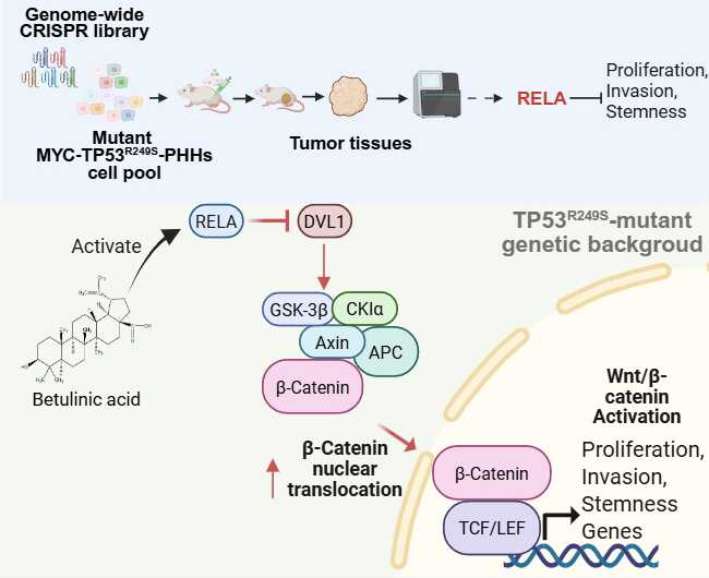 TP53突变肝癌新机制为精准治疗指明潜在靶点