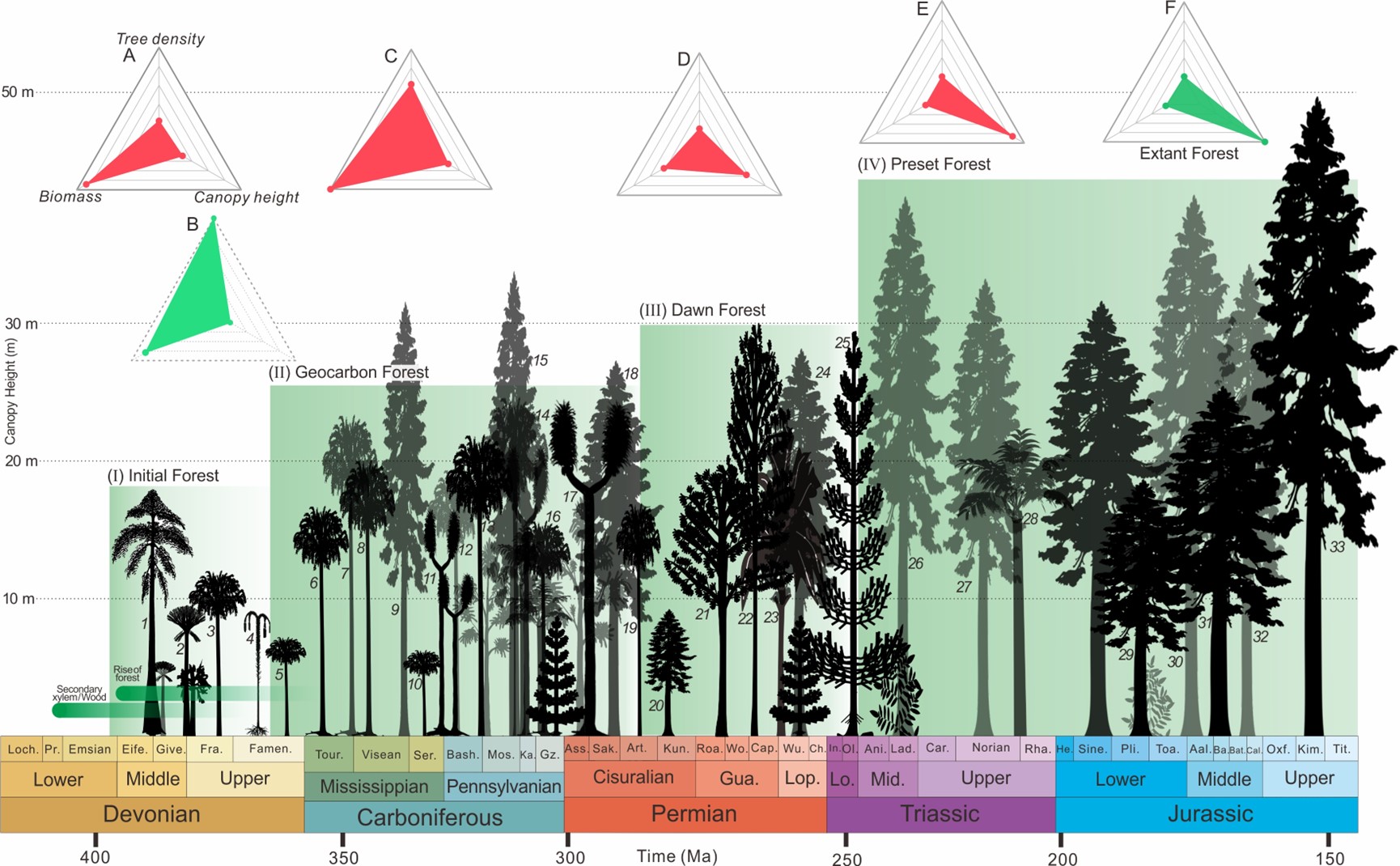 研究揭示地史时期森林生态系统动态演化