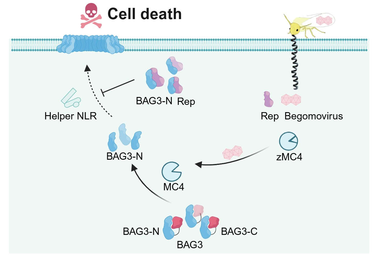 研究揭示高等植物抗病毒免疫新机制