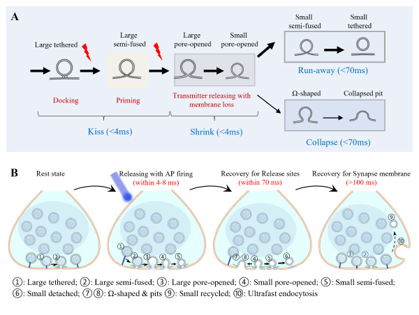 科学家实现毫秒级纳米成像 破解神经突触传递核心机制