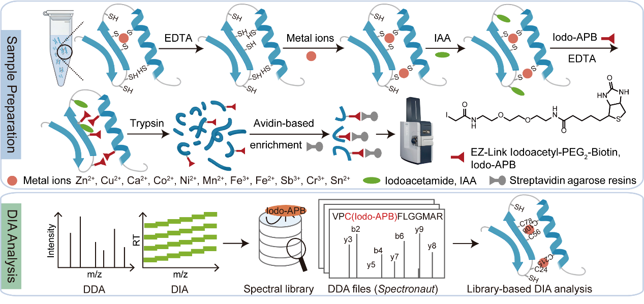 科研人员绘制11种金属离子蛋白质组图谱并揭示铜离子调控PGK1新机制