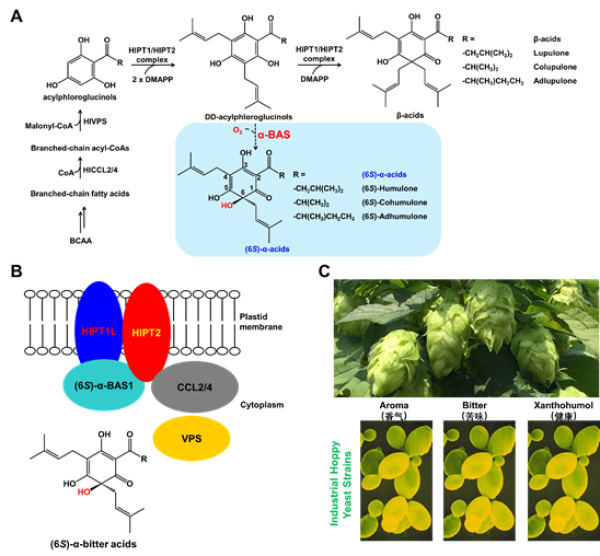 科学家解析啤酒花生成手性α-苦味酸分子机制