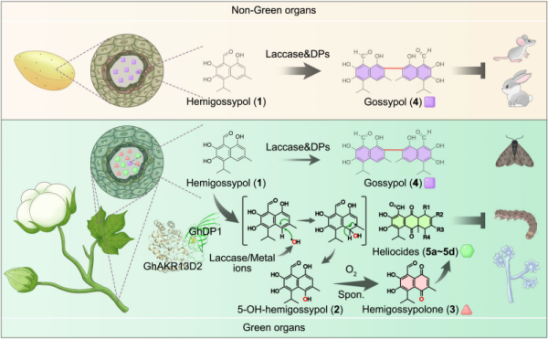 棉花萜类防御代谢流的重定向机制获揭示
