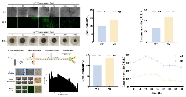 木质素生物合成微生物油脂和蛋白研究取得进展