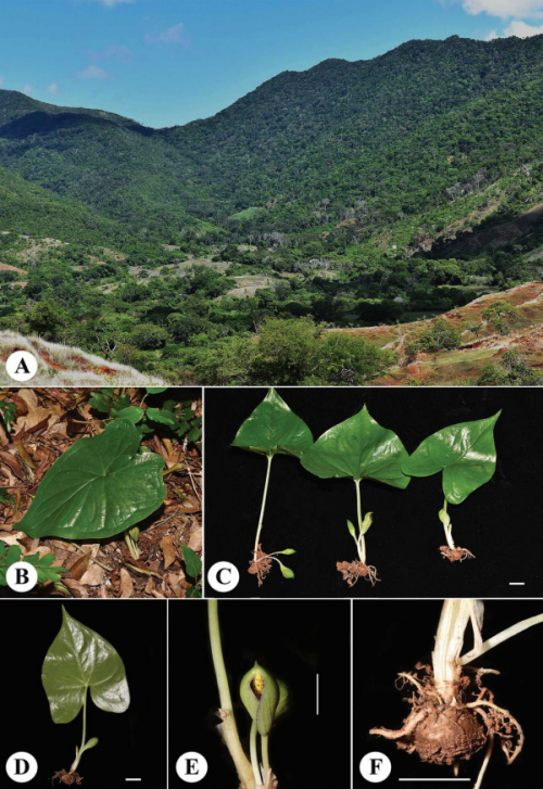 研究发现马达加斯加天南星科新种