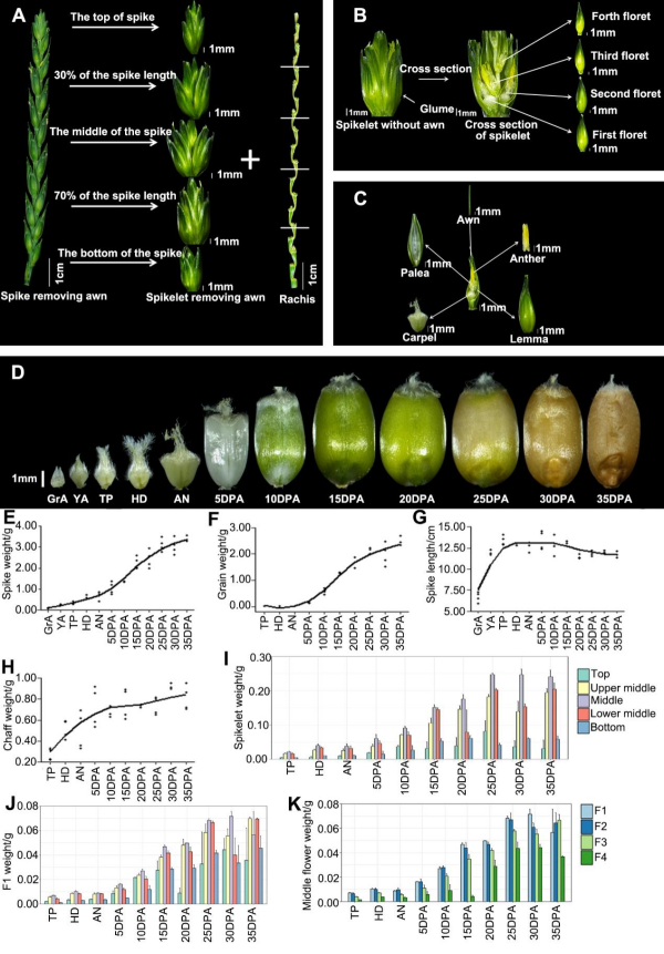 科学家利用多组学解析小麦穗器官发育调控网络