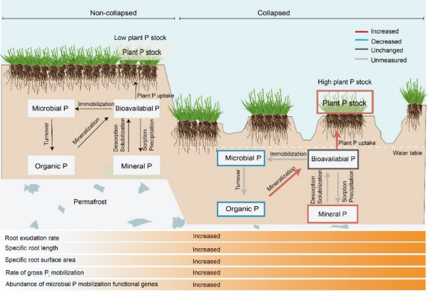 研究发现冻土融化促进生态系统磷循环