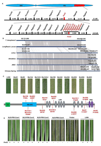 科学家解析小麦主栽品种济麦22抗白粉病遗传基础