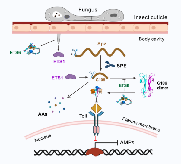 绿僵菌分泌两种效应子双向抑制昆虫免疫配体的调控机制获揭示