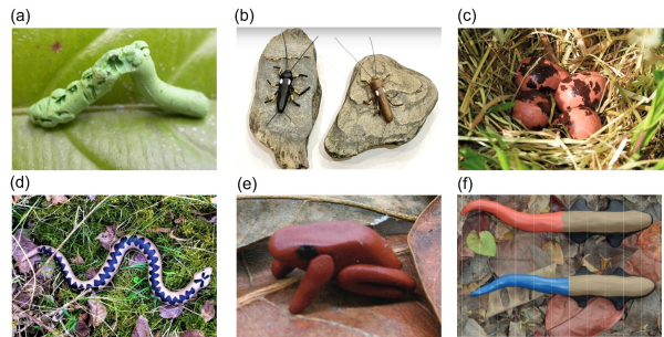 研究揭示橡皮泥模型难以真实反应生物互作