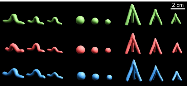 研究揭示橡皮泥模型难以真实反应生物互作