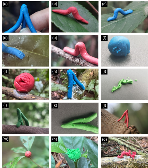 研究揭示橡皮泥模型难以真实反应生物互作