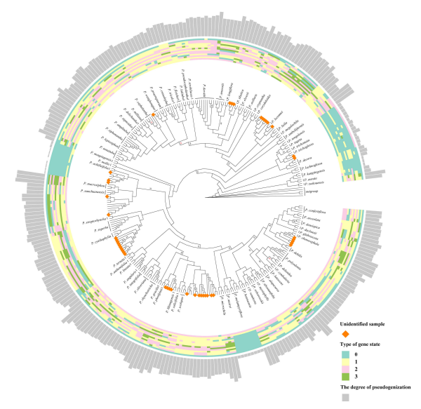 研究揭示马先蒿属超级条形码未显著提升物种鉴别能力