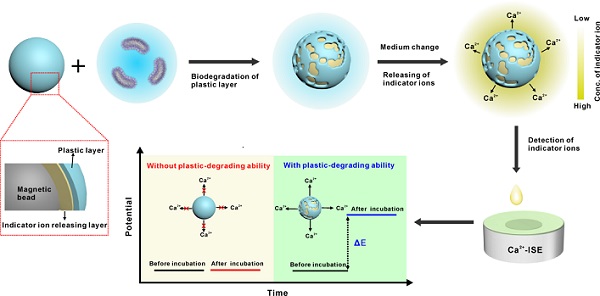 研究提出菌株塑料降解能力快速评估策略