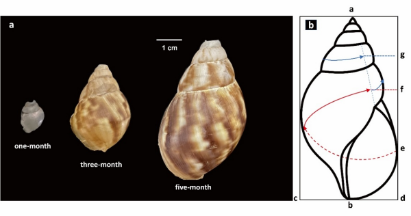 陆生蜗牛壳体高分辨率碳氧同位素研究取得进展