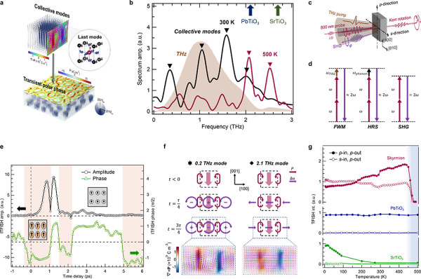 拓扑铁电材料的超快动力学研究获进展