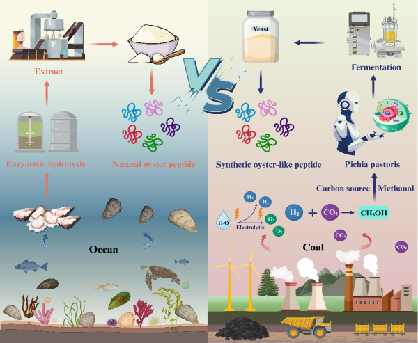 生物合成海洋活性肽发掘研究获进展