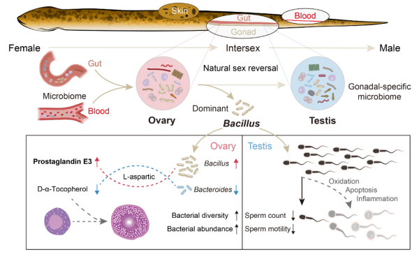 研究发现性腺共生菌稳态是影响黄鳝性反转自然发生的重要因素