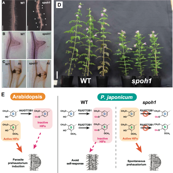 研究揭示寄生植物亲缘回避机制