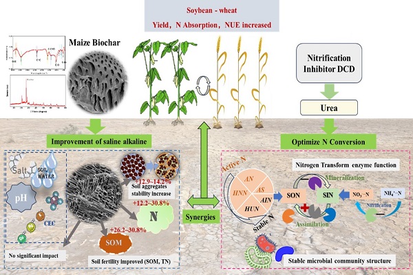 生物炭耦合硝化抑制剂双氰胺实现盐碱地土壤的提质增效