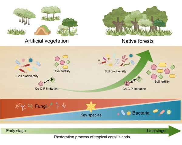 研究揭示热带珊瑚岛生态恢复的微生物途径