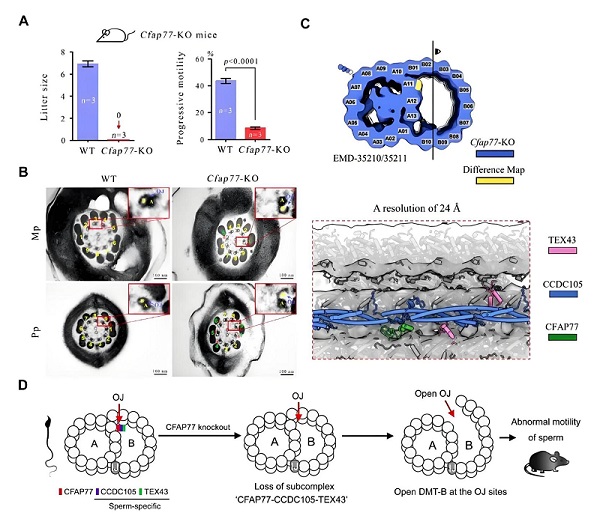 研究揭示纤毛/鞭毛轴丝外周二联体微管A-B管连接机制