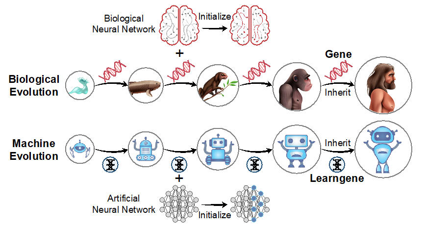 东南大学耿新团队提出可遗传的机器“学习基因”
