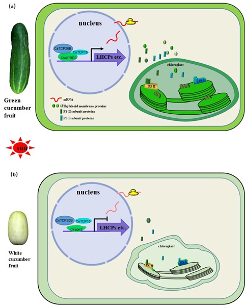 西北农林科技大学（733）园艺学院蔬菜生理与生物技术研究团队揭示CsAPRR2调控黄瓜未成熟果实颜色的分子机制