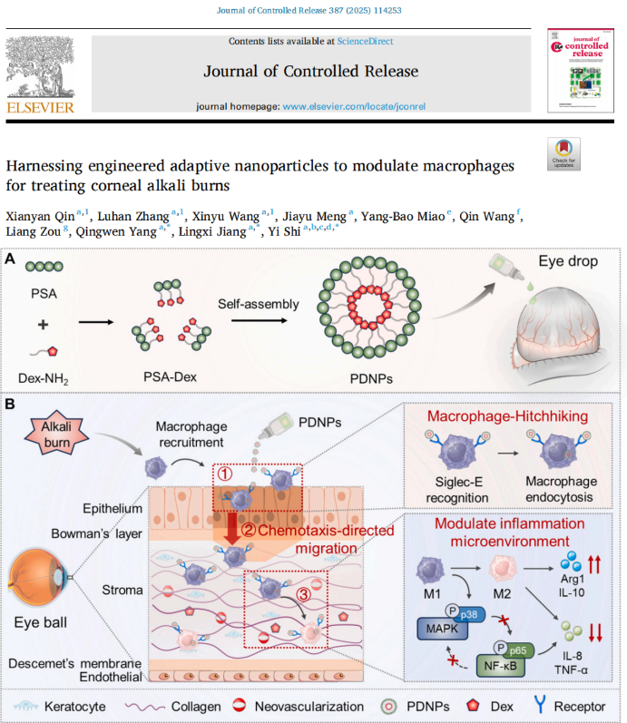 电子科技大学医学院石毅教授团队在Journal of controlled release发表最新研究成果