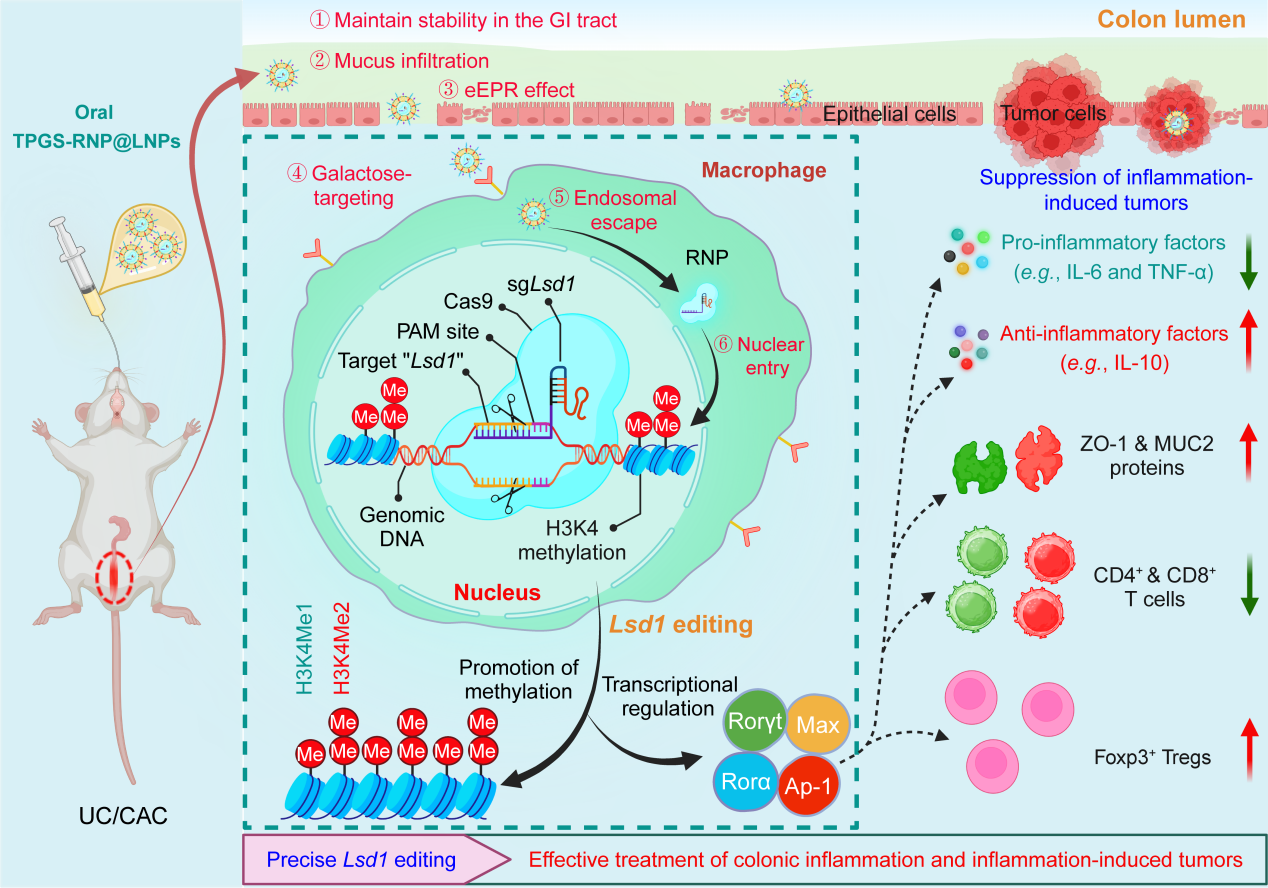 电子科技大学医学院肖波教授团队在Science Advances发表研究成果