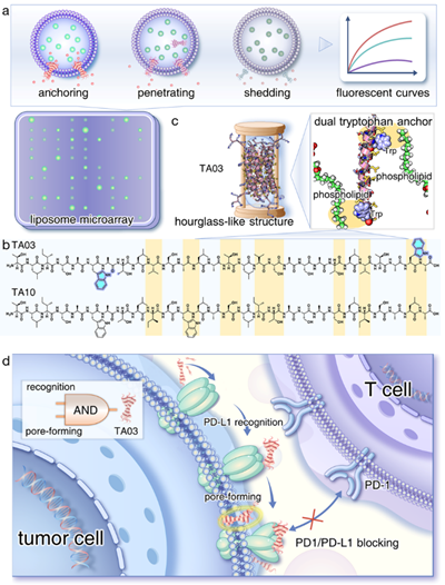 北理工课题组在膜靶向寡聚螺旋肽纳米孔道免疫调节方面取得进展