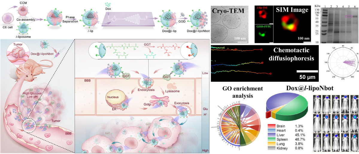 哈工大贺强团队在纳米机器人靶向治疗胶质瘤方面取得新突破