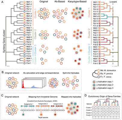 西北农林科技大学(753)园艺学院赵涛/马锋旺课题组揭示苹果族植物亚基因组分化与重复基因功能创新