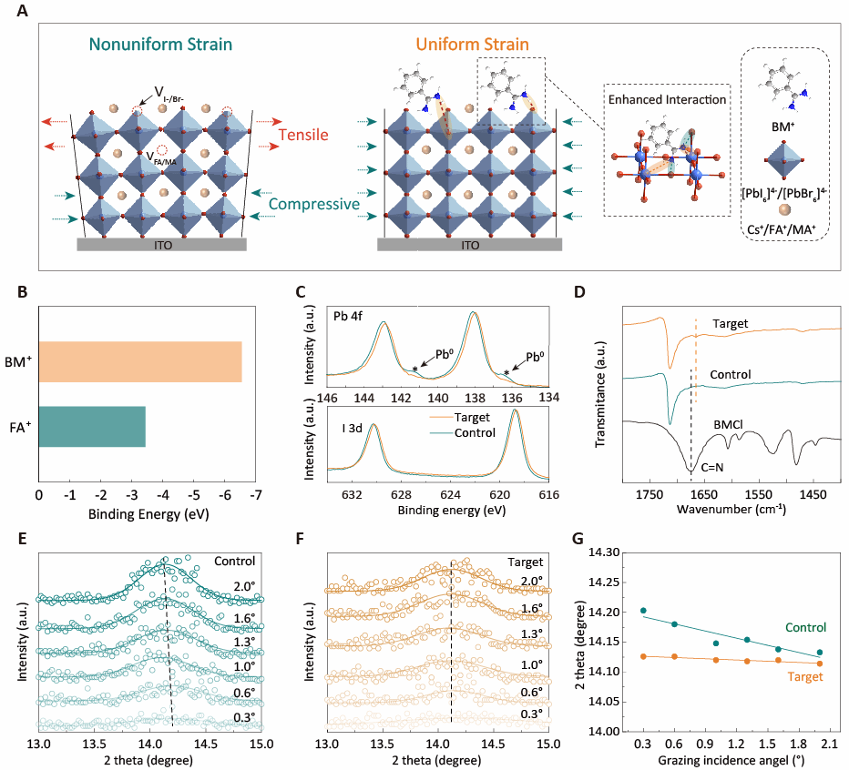 南京大学朱鹏臣/朱嘉团队及其合作者 | 增强晶格相互作用实现应变均质化以构筑高效稳定的四端钙钛矿/硅太阳电池